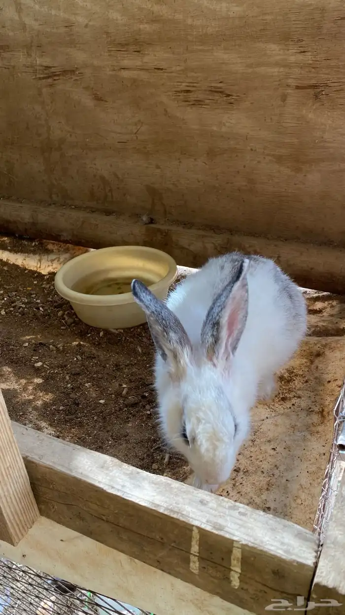 ارنب للبيع 1