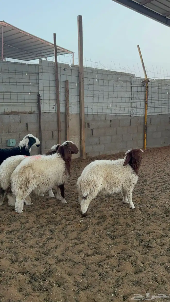 خرفان ورخال نعيم 10