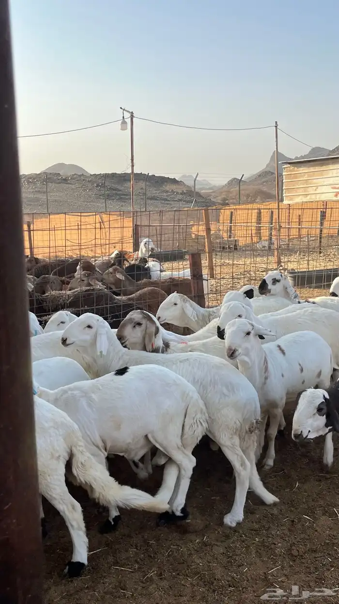 طلياه سواكن شبيه الحري مرابى 0