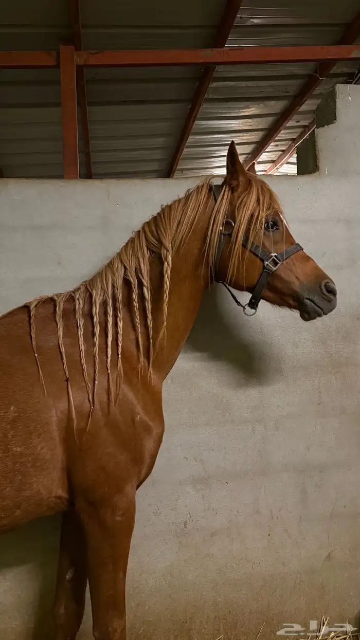 خيل عربي اصيل 0