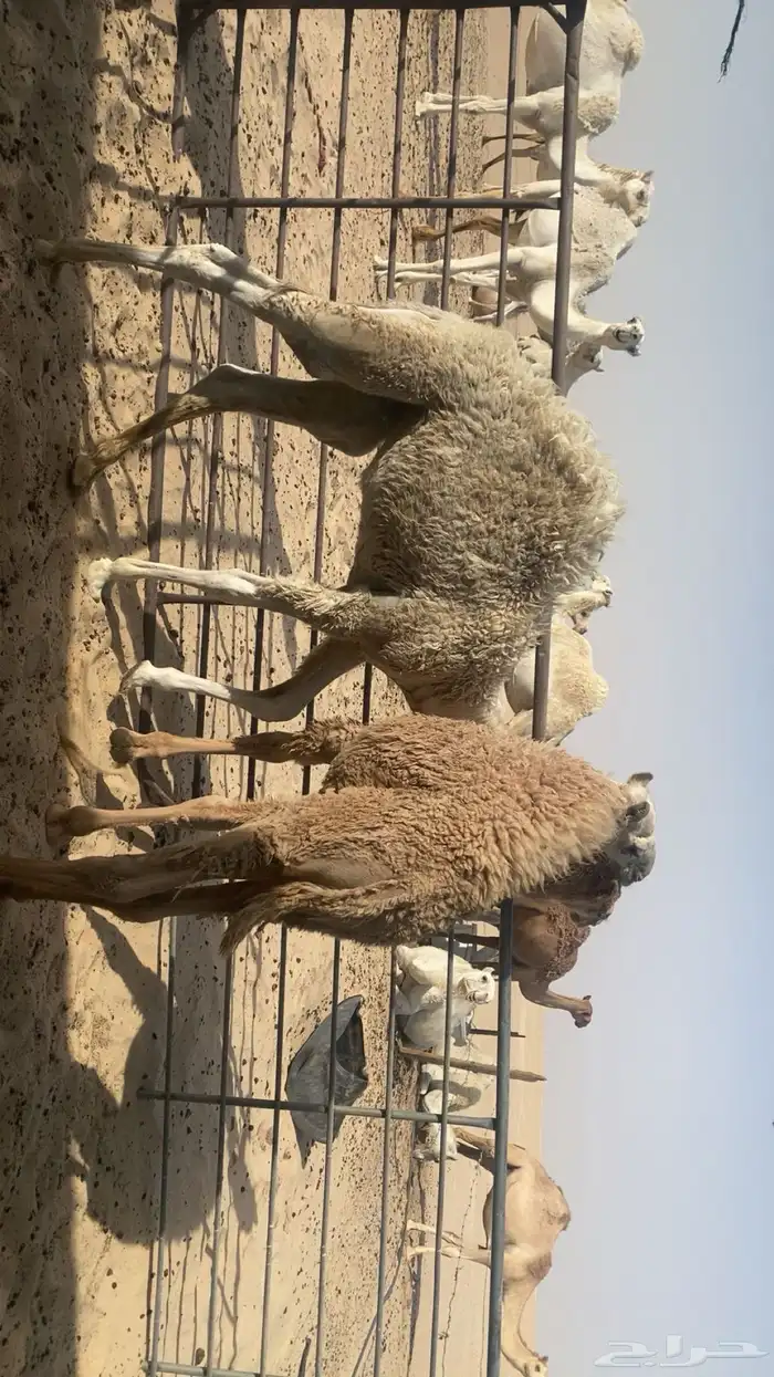 للبيع حشوان طيبه على حليب أمهاته و البرسيم الحشو طيب 0
