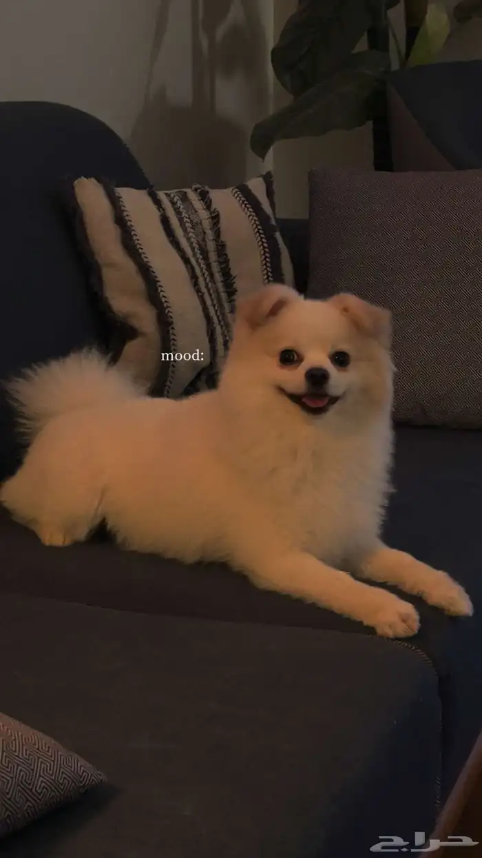 كلب بوميرينيان Pomeranian بيور 1