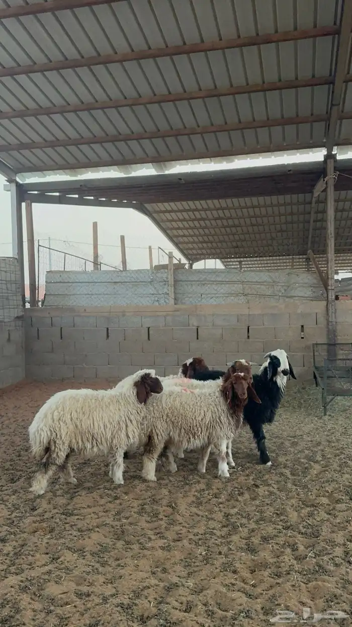 خرفان ورخال نعيم 12