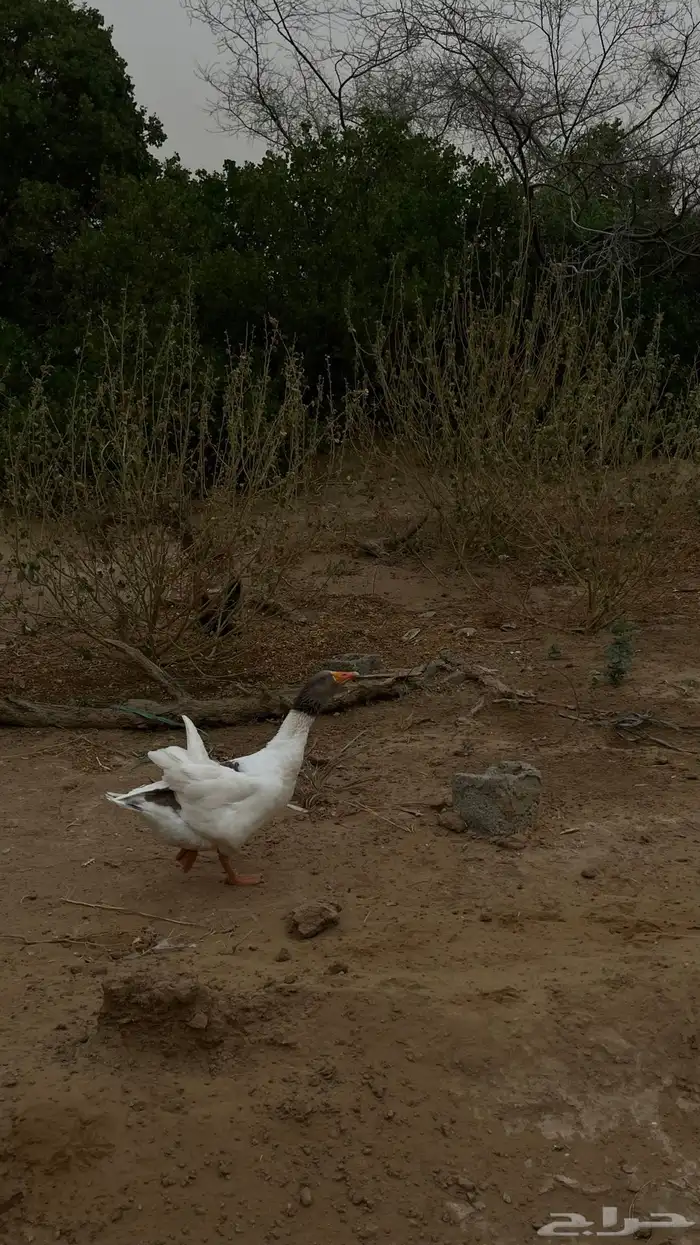 للبيع ذكر وز جناحه مكسور ومايىثر عليه 1