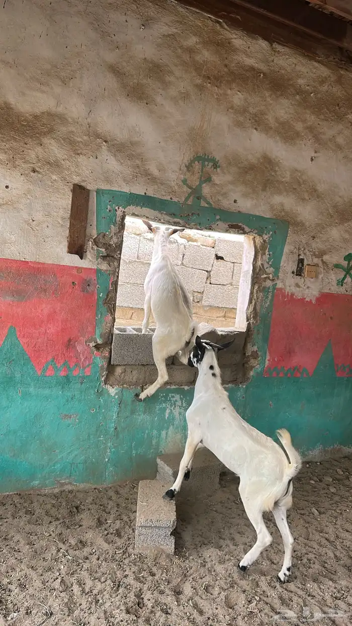 جفران وجفير 5