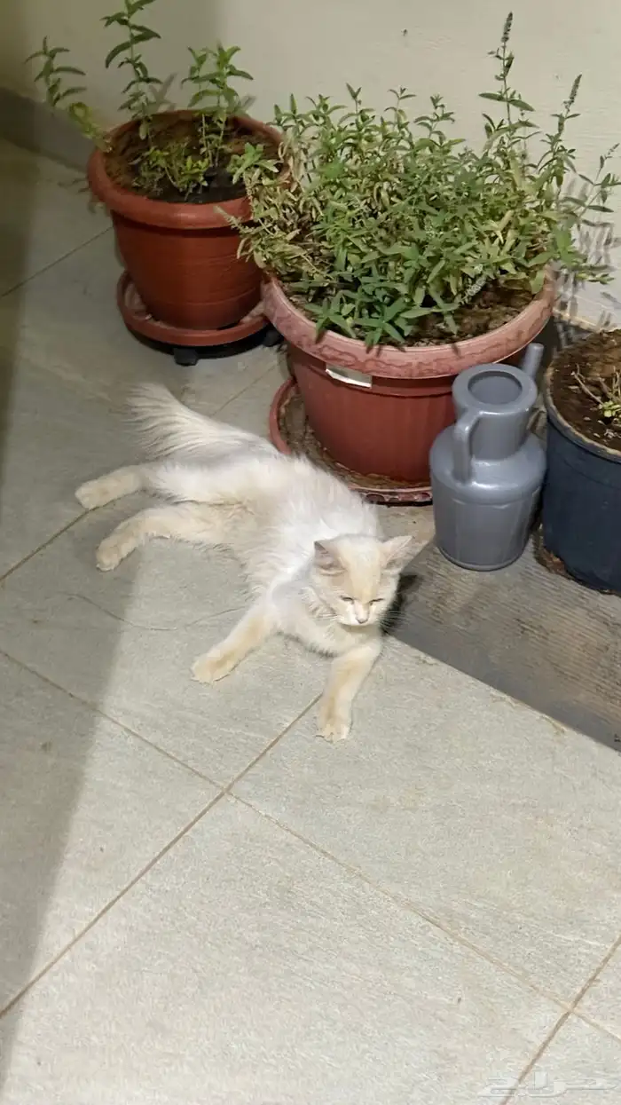 قطة للتبني 1