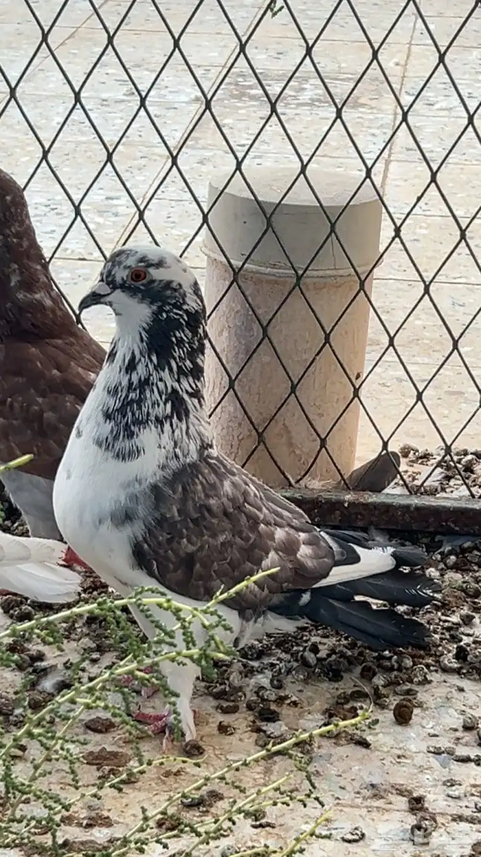 حمام للبيع طبات 2