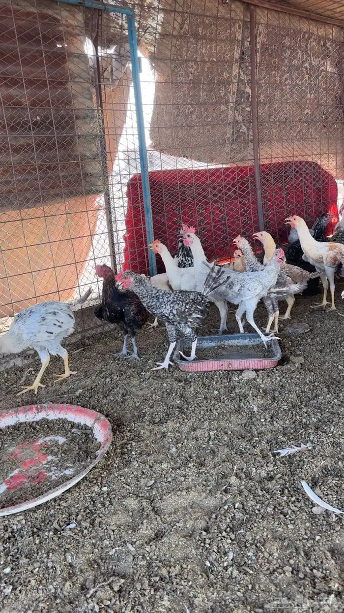 للبيع دجاج تركي 0