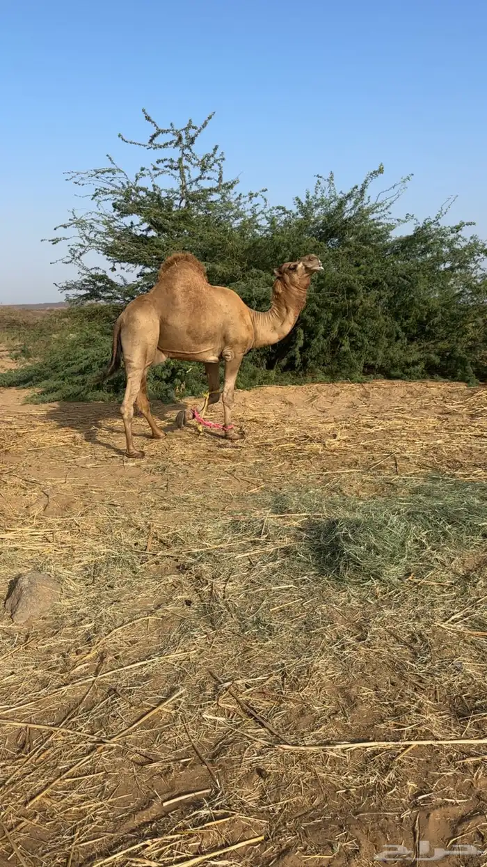 بعير ساحلي 0