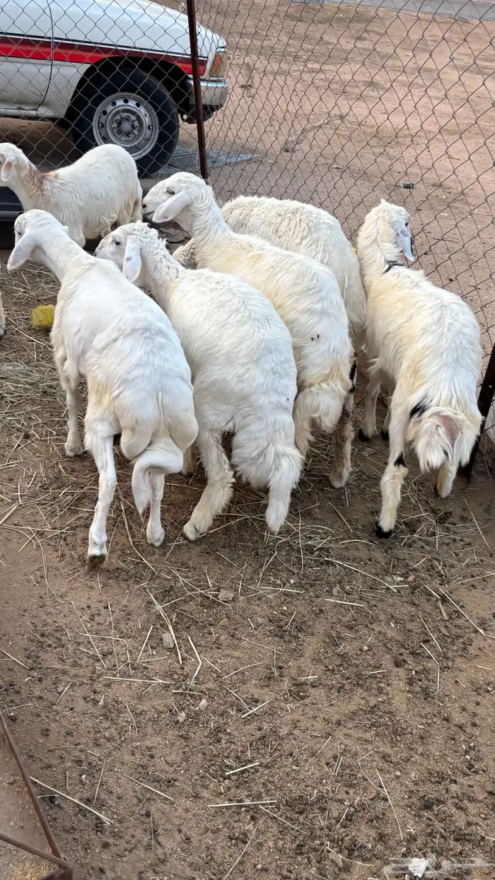 ذبايح للبيع كفو 6