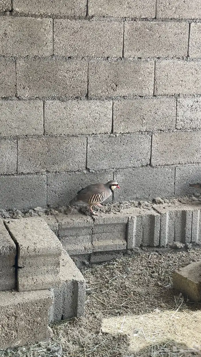 معاريف بريه منتجه الزوج 180 1