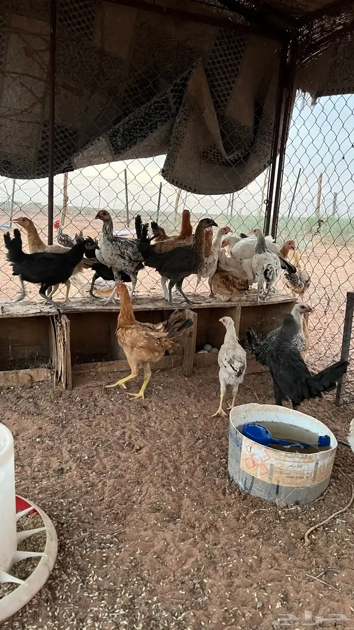للبيع دجاج بلدي 14