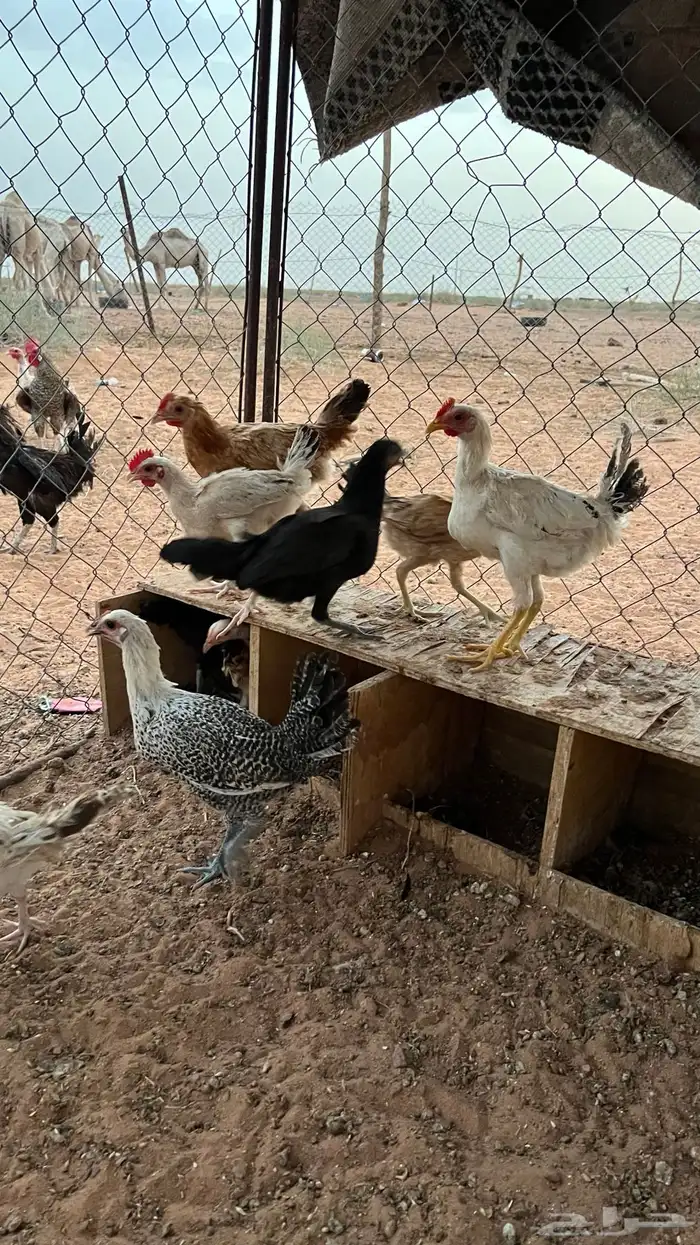 للبيع دجاج بلدي 10