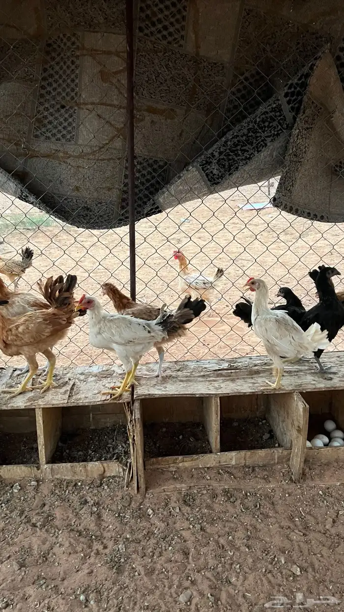للبيع دجاج بلدي 9