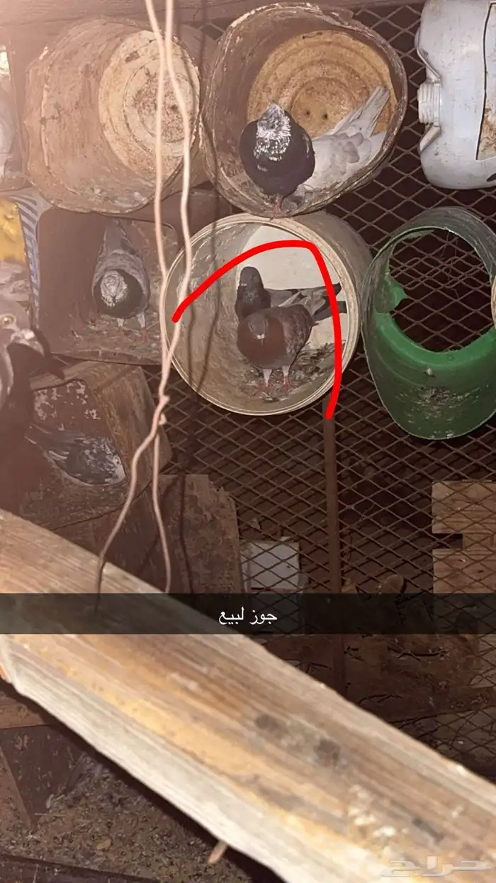 حمام لبيع 0