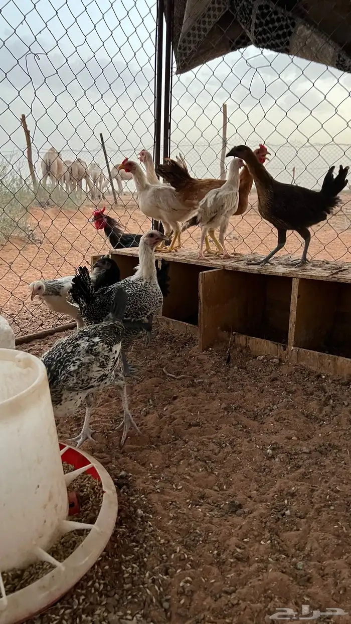 للبيع دجاج بلدي 0