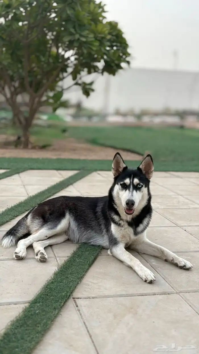 كلاب هاسكي جراوي و كبار لتبني 5