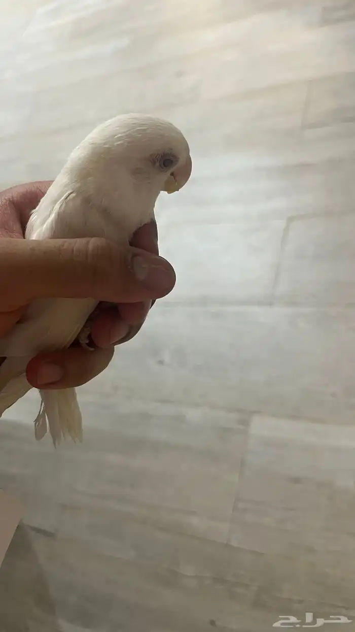 انثى روز البينو صافيي 0