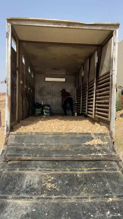 دينة نقل خيل عدد خمسة رؤوس امنه جدا 3