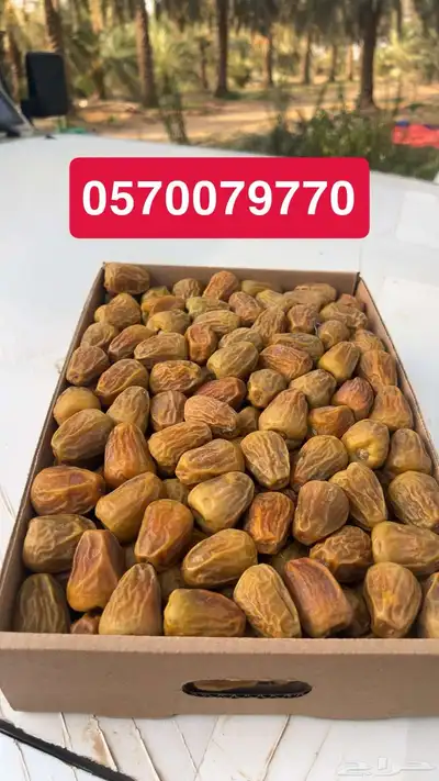 تمر سكري 0