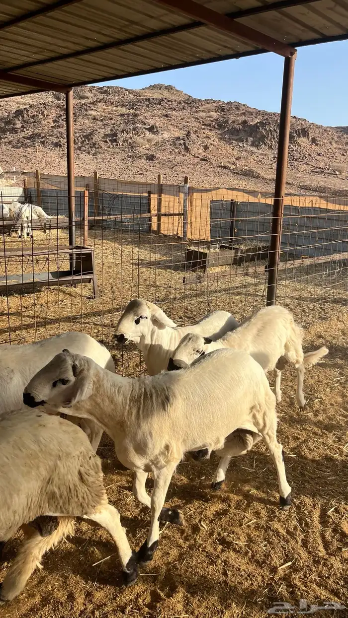 طلياه سواكن شبيه الحري مرابى 3