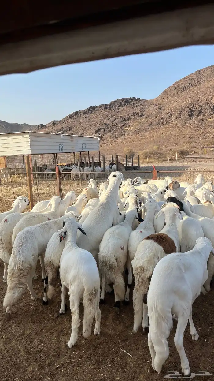 طلياه سواكن شبيه الحري مرابى 19