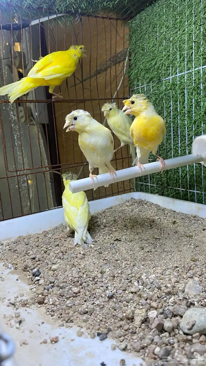 طبات كناري سوري( تم البيع ) 0