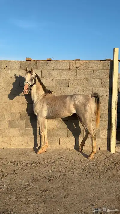 حصان شعبي 2