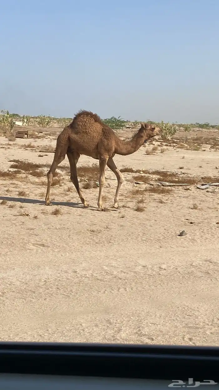 جمل احمر للبيع((تم البيع)) 4