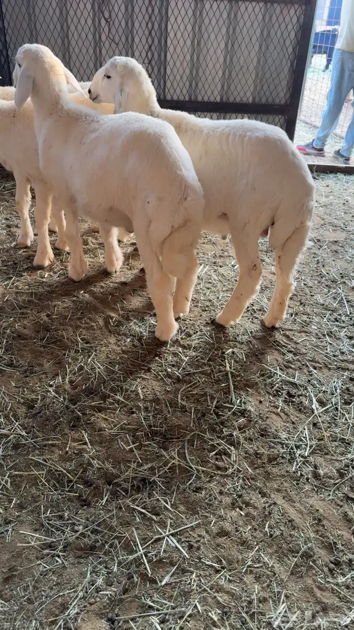 4 طليان للبيع 1