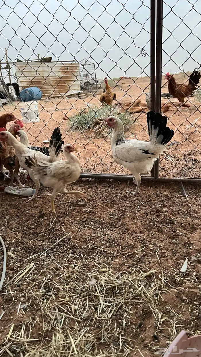 للبيع دجاج بلدي 6