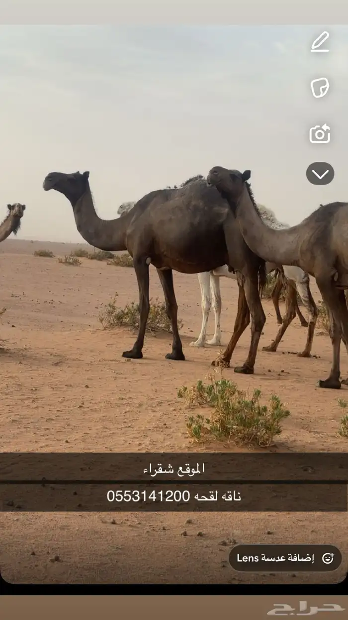 ناقه 0