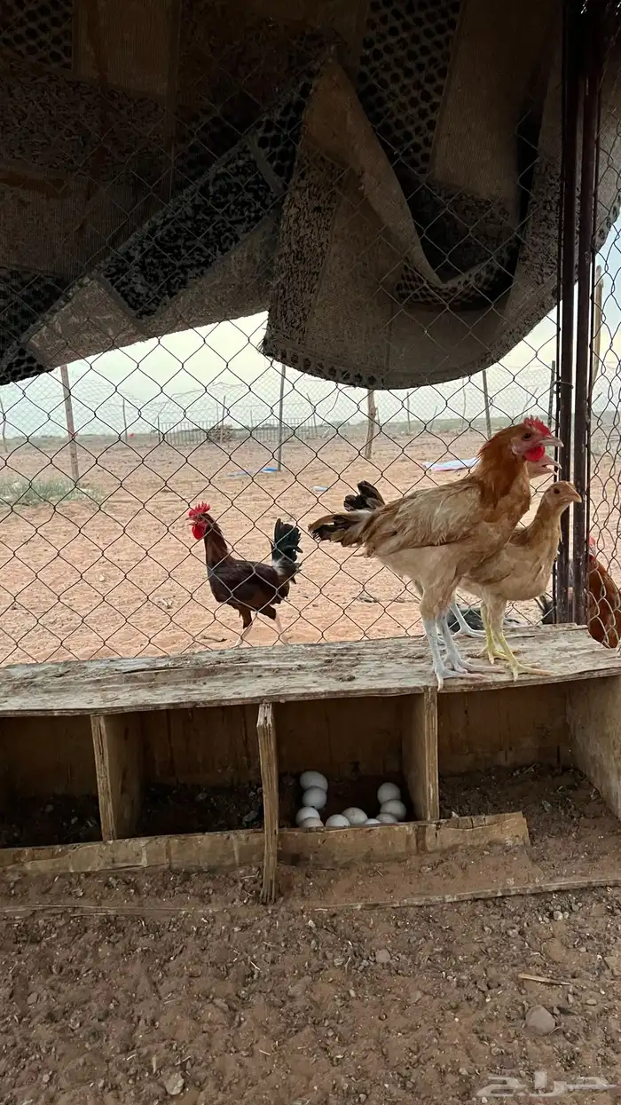 للبيع دجاج بلدي 1