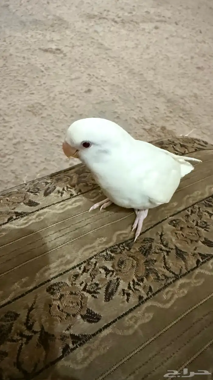ببغاء روز أليف 2