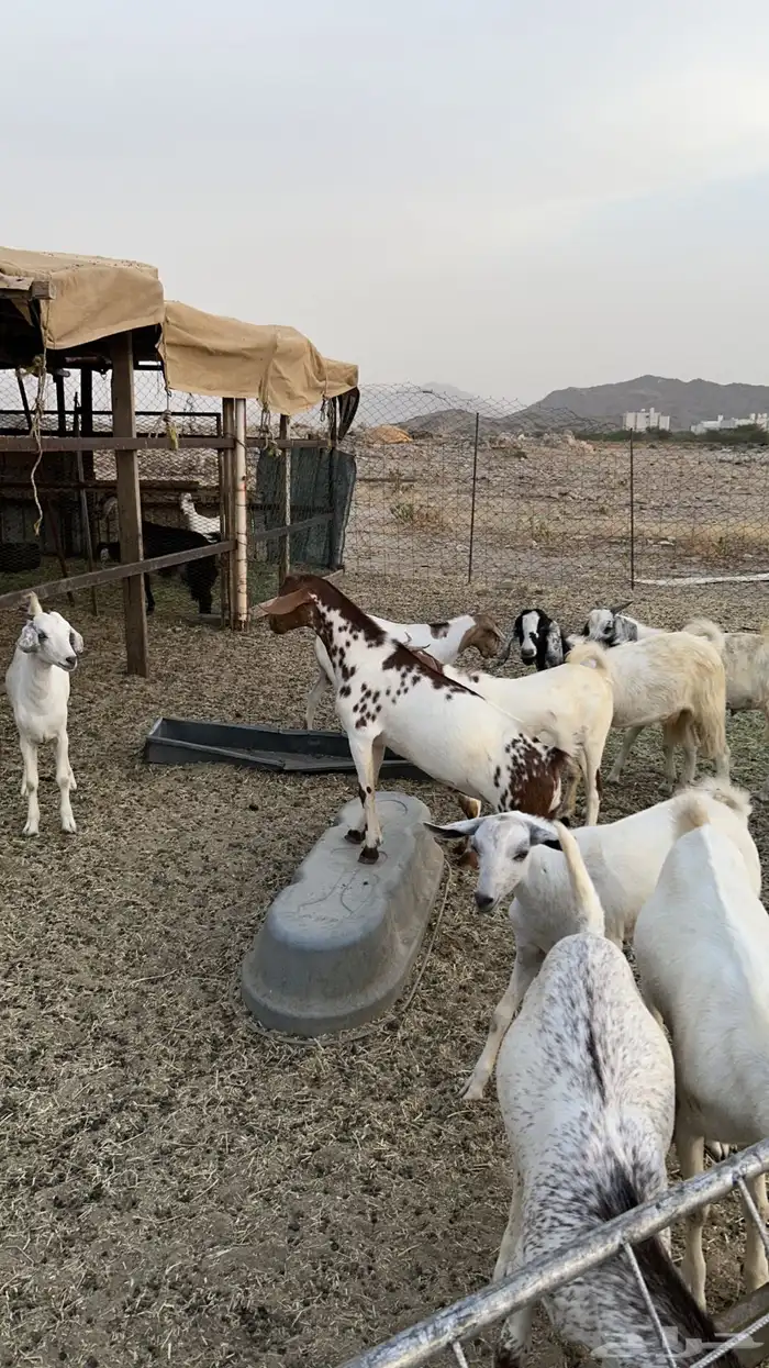 تيوس سمان 5