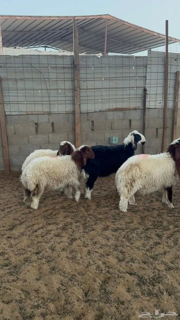 خرفان ورخال نعيم 9