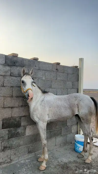 حصان شعبي 3