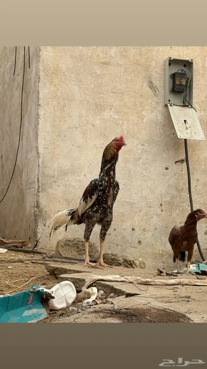 ديك سندي 1