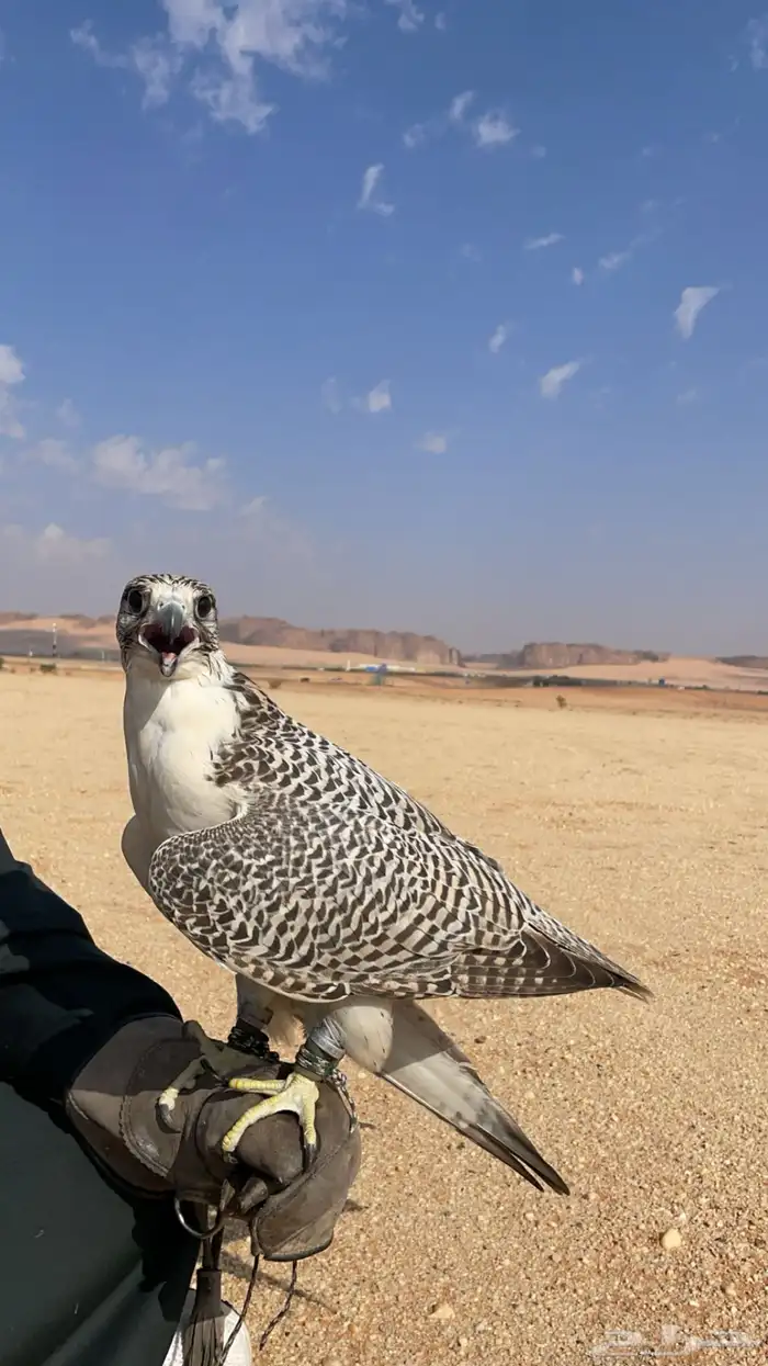 تاجير صقور 0