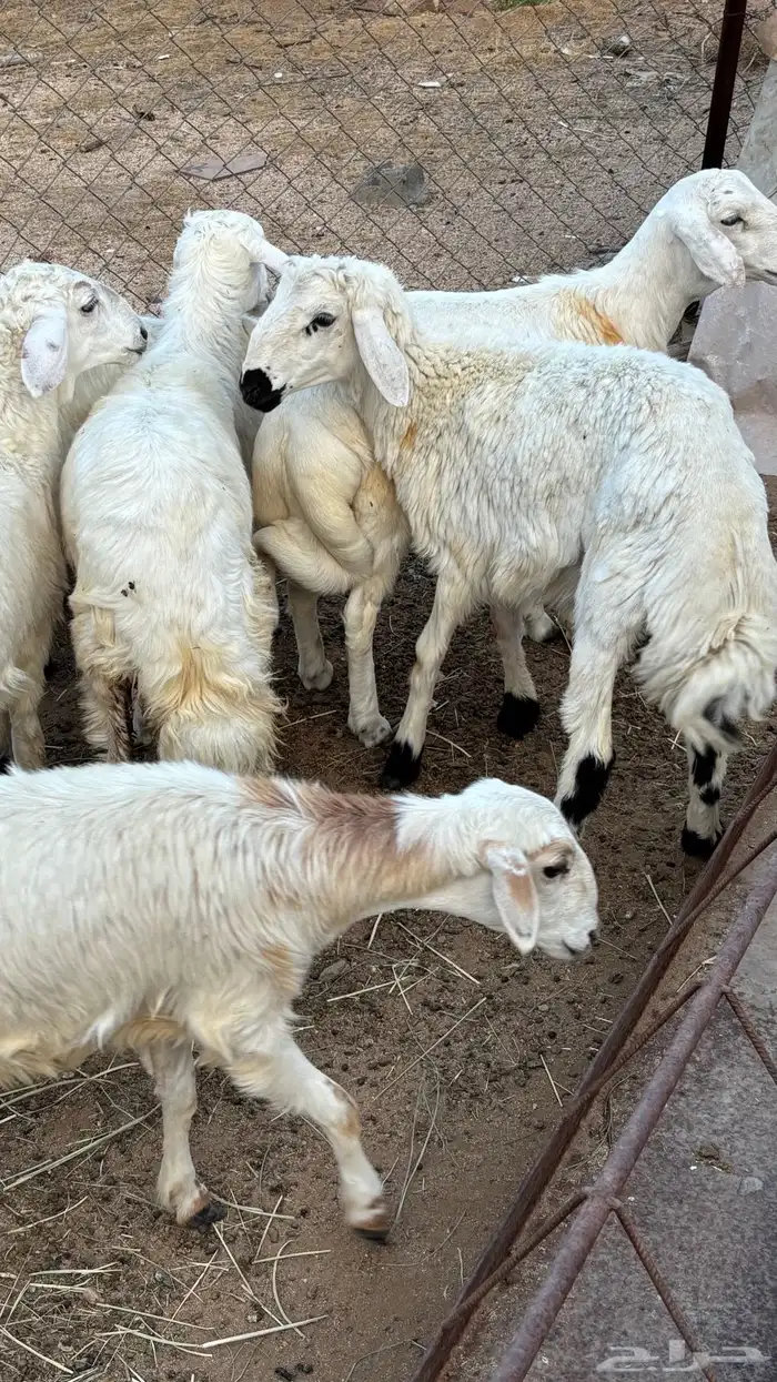 ذبايح للبيع كفو 3