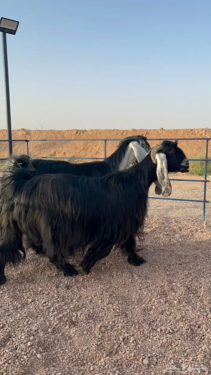 معزا 5