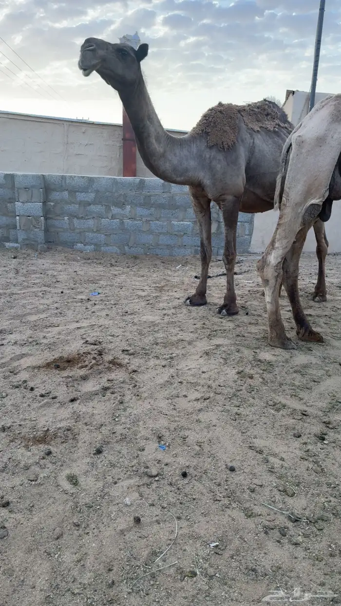 للببيع العشراء الكفو 2