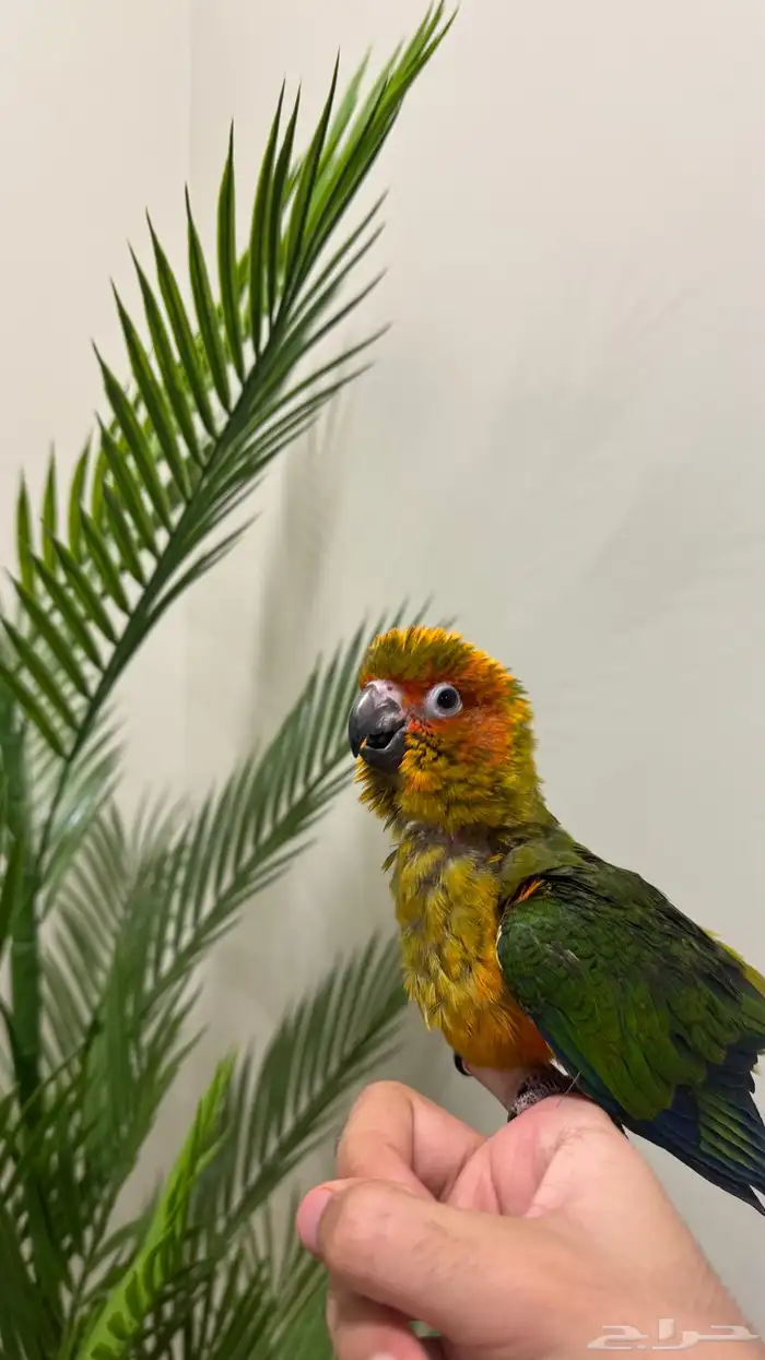 فرخ صن كنيور غر تم البيع 2