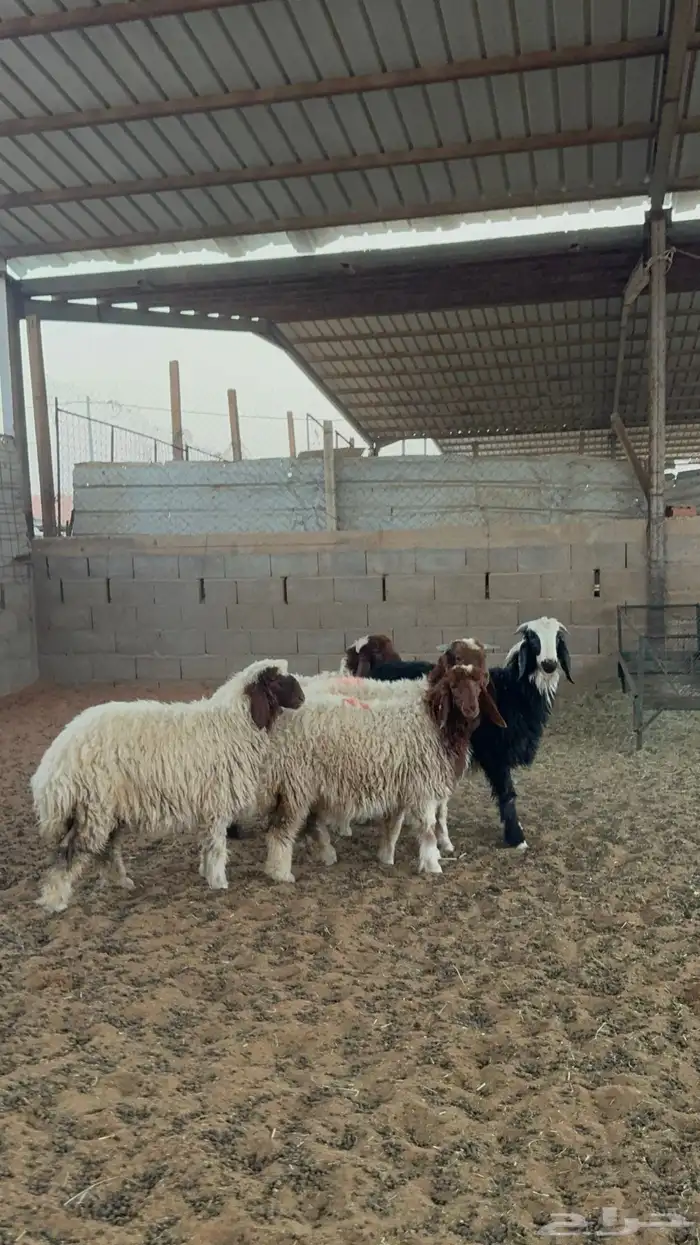 خرفان ورخال نعيم 11