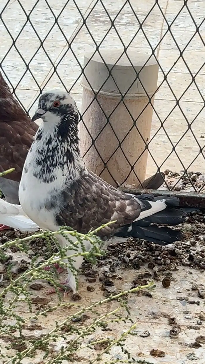 حمام للبيع طبات 3
