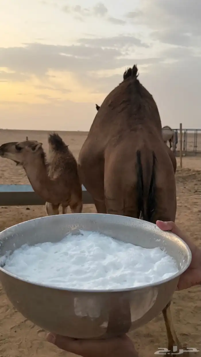 خلفه منيحه حليب وافر ساحليه حمراء دم الموقع سوق الدوادمي 2