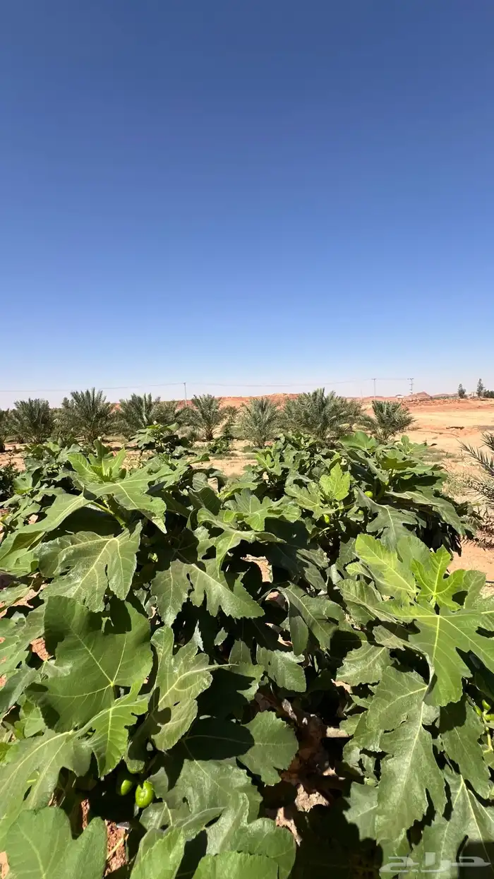 استراحة بمزرعة للإيجار 15