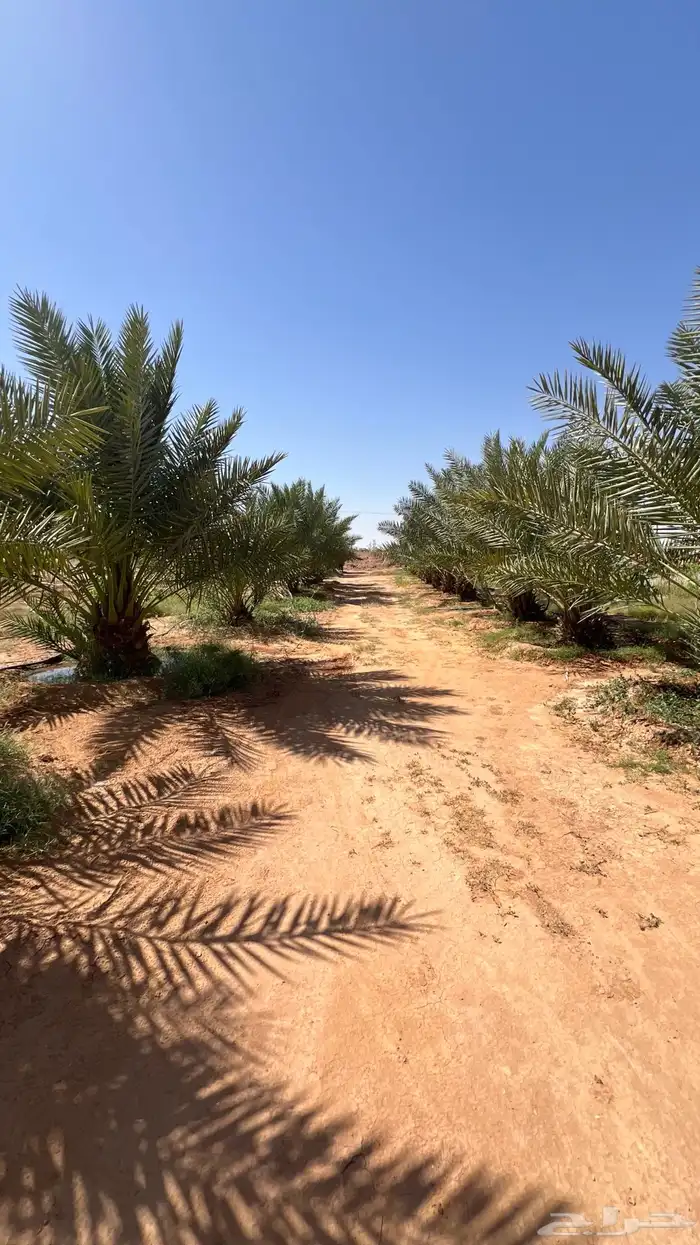 استراحة بمزرعة للإيجار 10