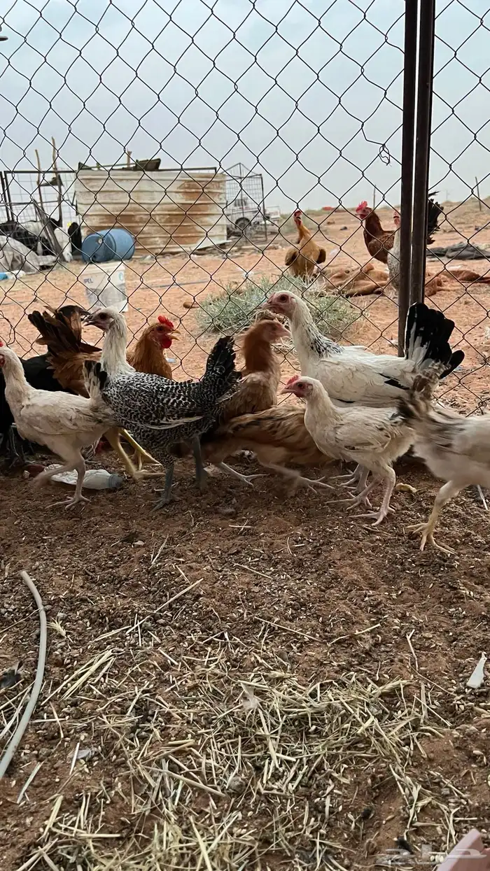 للبيع دجاج بلدي 5