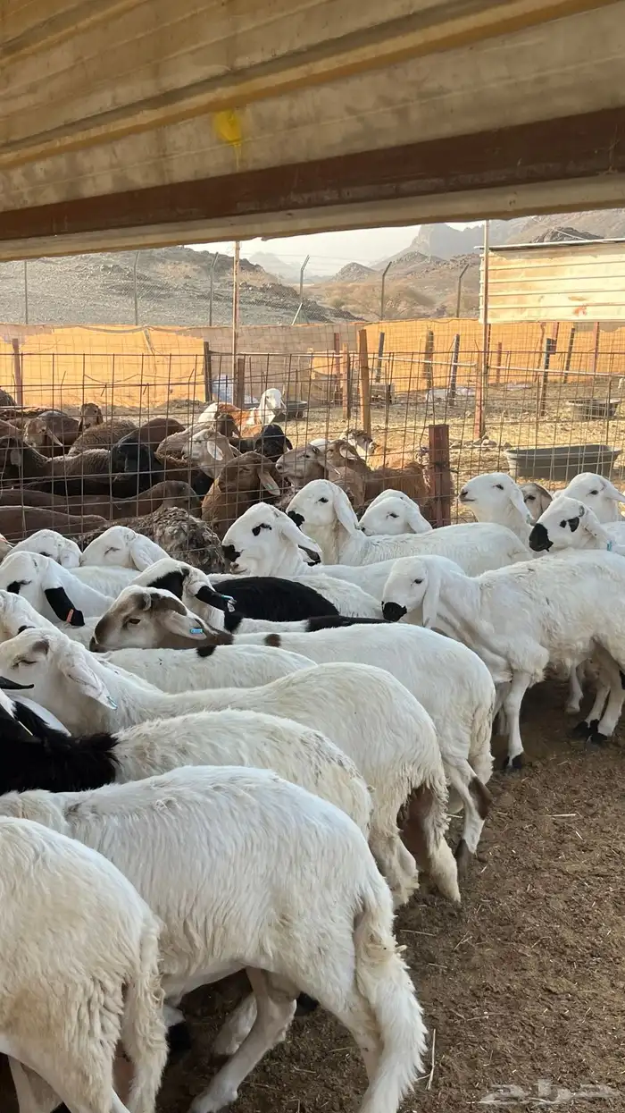 طلياه سواكن شبيه الحري مرابى 1